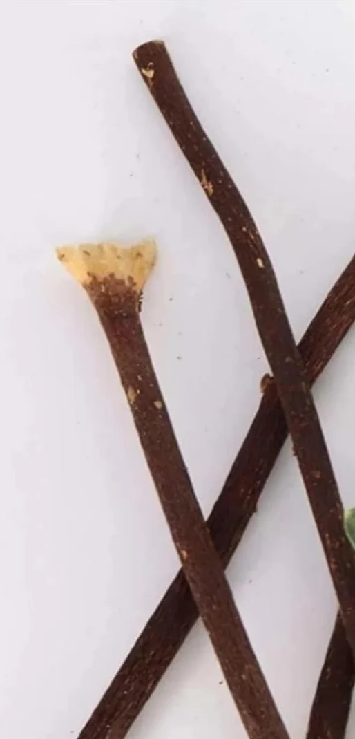 Generic Aswad Olive Herbal Miswak Naturalne patyczki do szczoteczek do zębów, 4 sztuki, czarne
