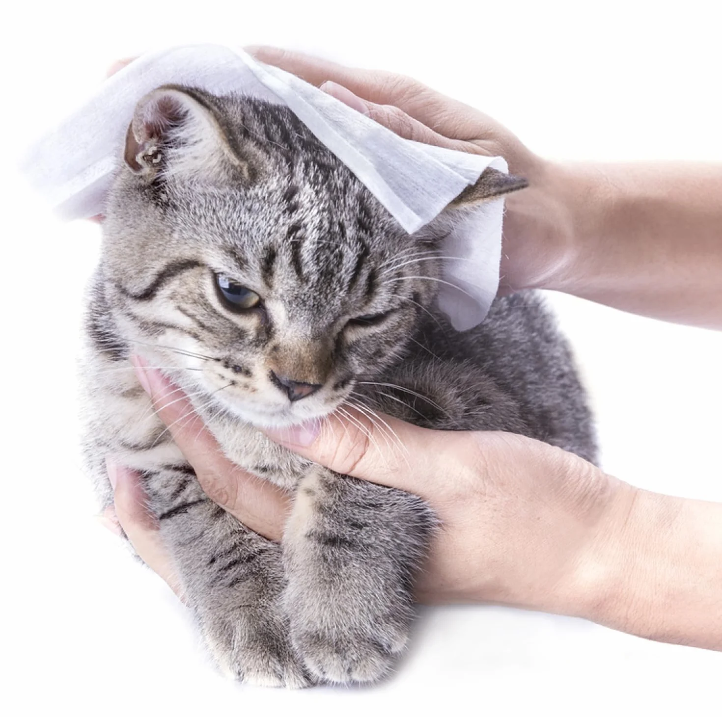 Napkin Go, chusteczki nawilżane w formacie kieszonkowym, bez plastiku, kapsułki o zapachu oceanu, odpowiednie do skóry wrażliwej firmy Napkin Go, 50 sztuk