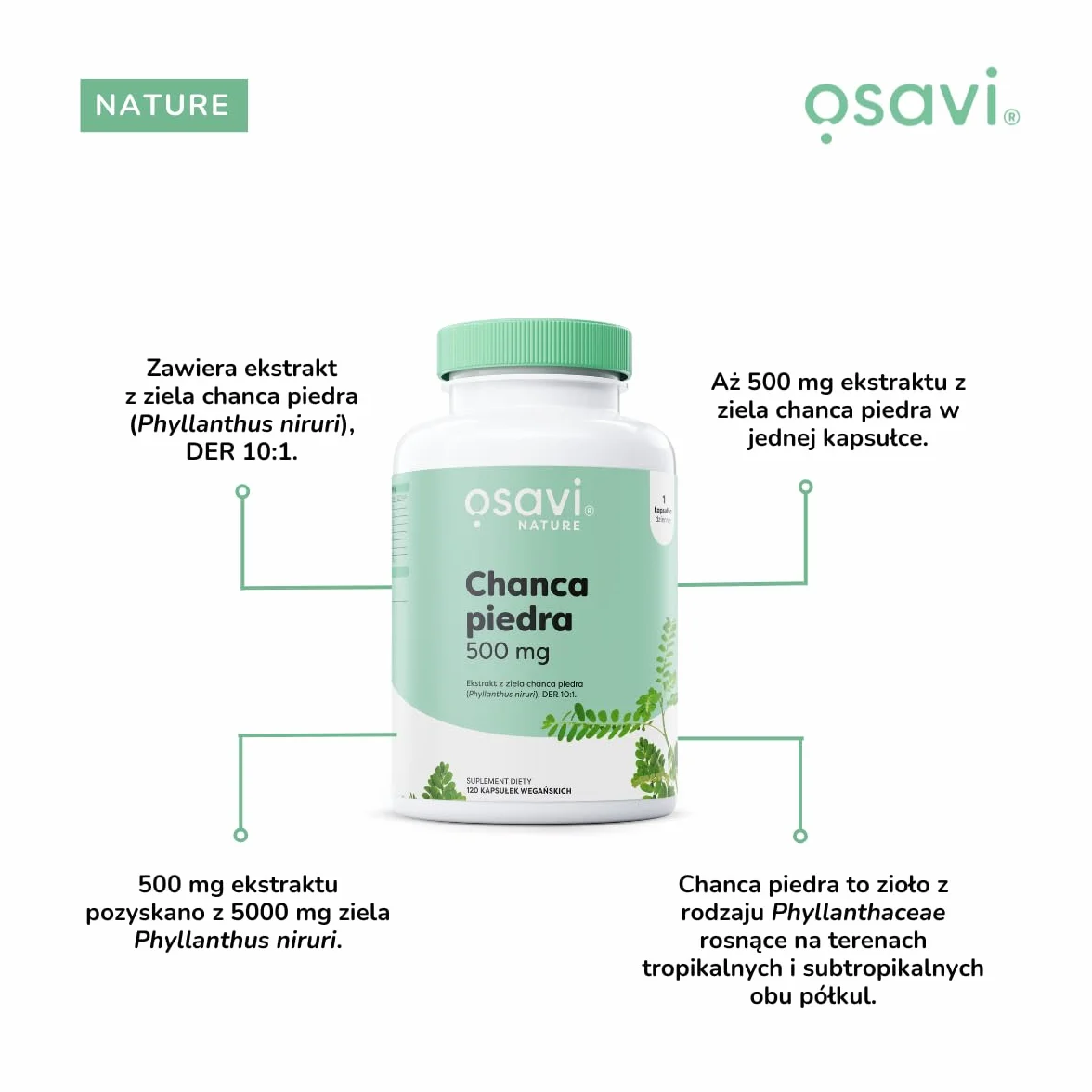Osavi Chanca Piedra – 120 wegańskich kapsułek | Tradycyjna roślina | Ekstrakt z ziela chanca piedra | 500 mg ekstraktu w jednej kapsułce z 5000 mg Phyllanthus niruri | Clean Label | Dla Wegan