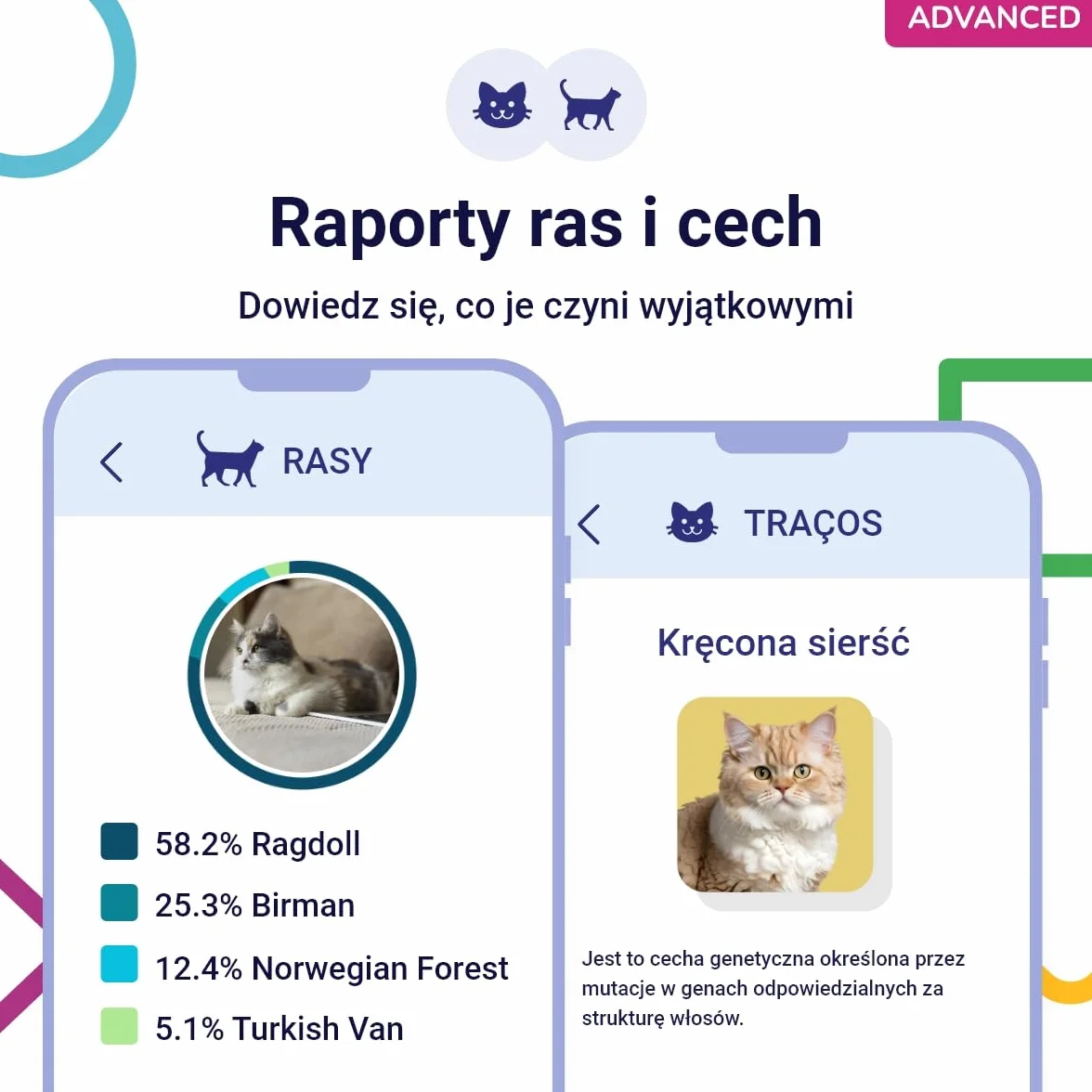 Koko Genetics Test DNA dla Kotów Advanced - (+150 Raporty Ras, Zdrowotne i Cech) - Aktualizacje bez dodatkowych kosztów
