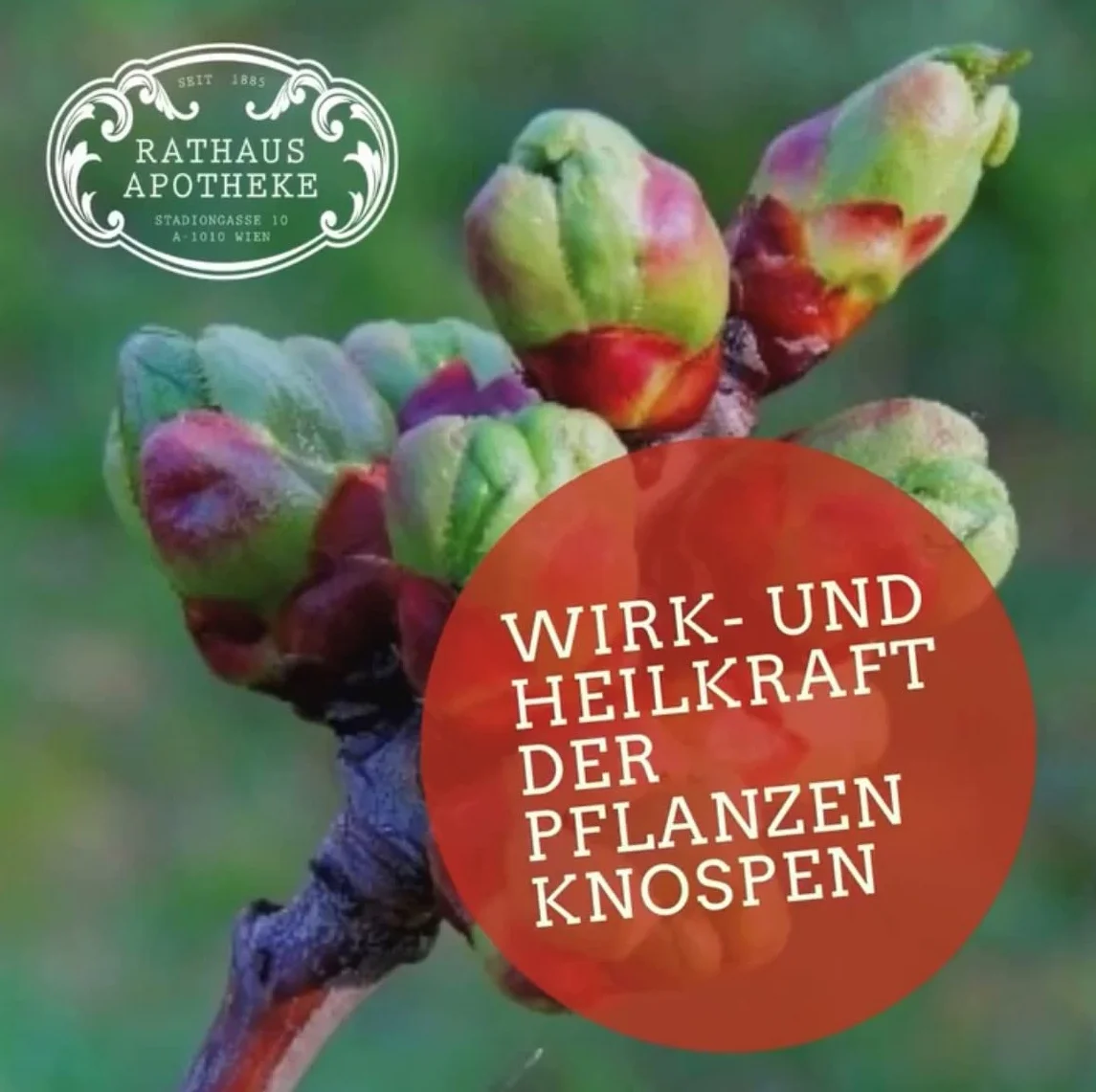 Skoncentrowany ekstrakt z pąków Vitis vinifera winorośl nasiona 15 ml detoksykacja regeneracja