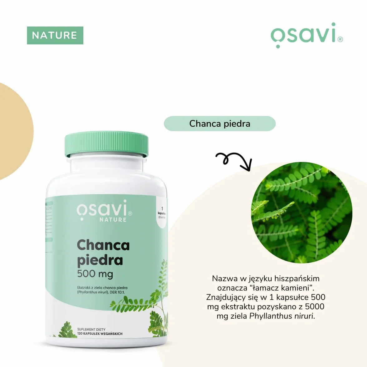 Osavi Chanca Piedra – 120 wegańskich kapsułek | Tradycyjna roślina | Ekstrakt z ziela chanca piedra | 500 mg ekstraktu w jednej kapsułce z 5000 mg Phyllanthus niruri | Clean Label | Dla Wegan