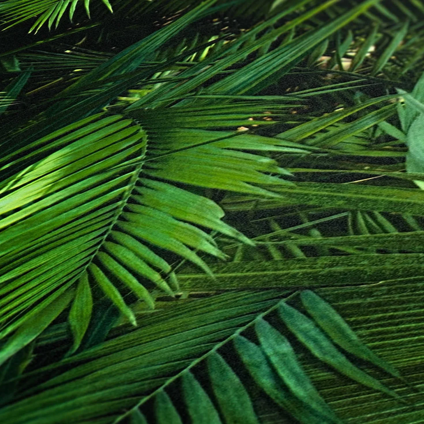 Livingwalls Bude 2.0 tapeta z nadrukiem palm 10,05 m x 0,53 m zielono-czarna Made in Germany