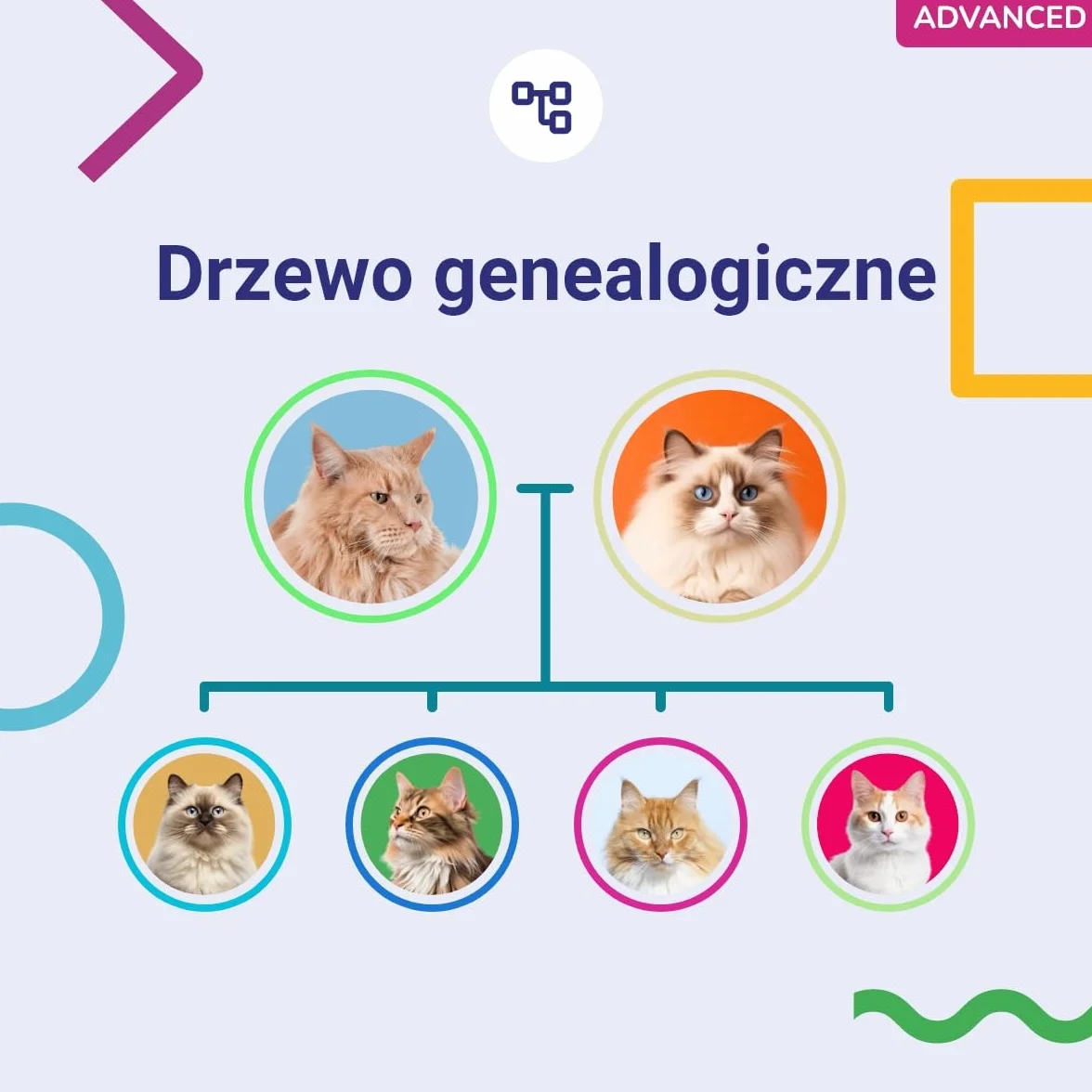 Koko Genetics Test DNA dla Kotów Advanced - (+150 Raporty Ras, Zdrowotne i Cech) - Aktualizacje bez dodatkowych kosztów