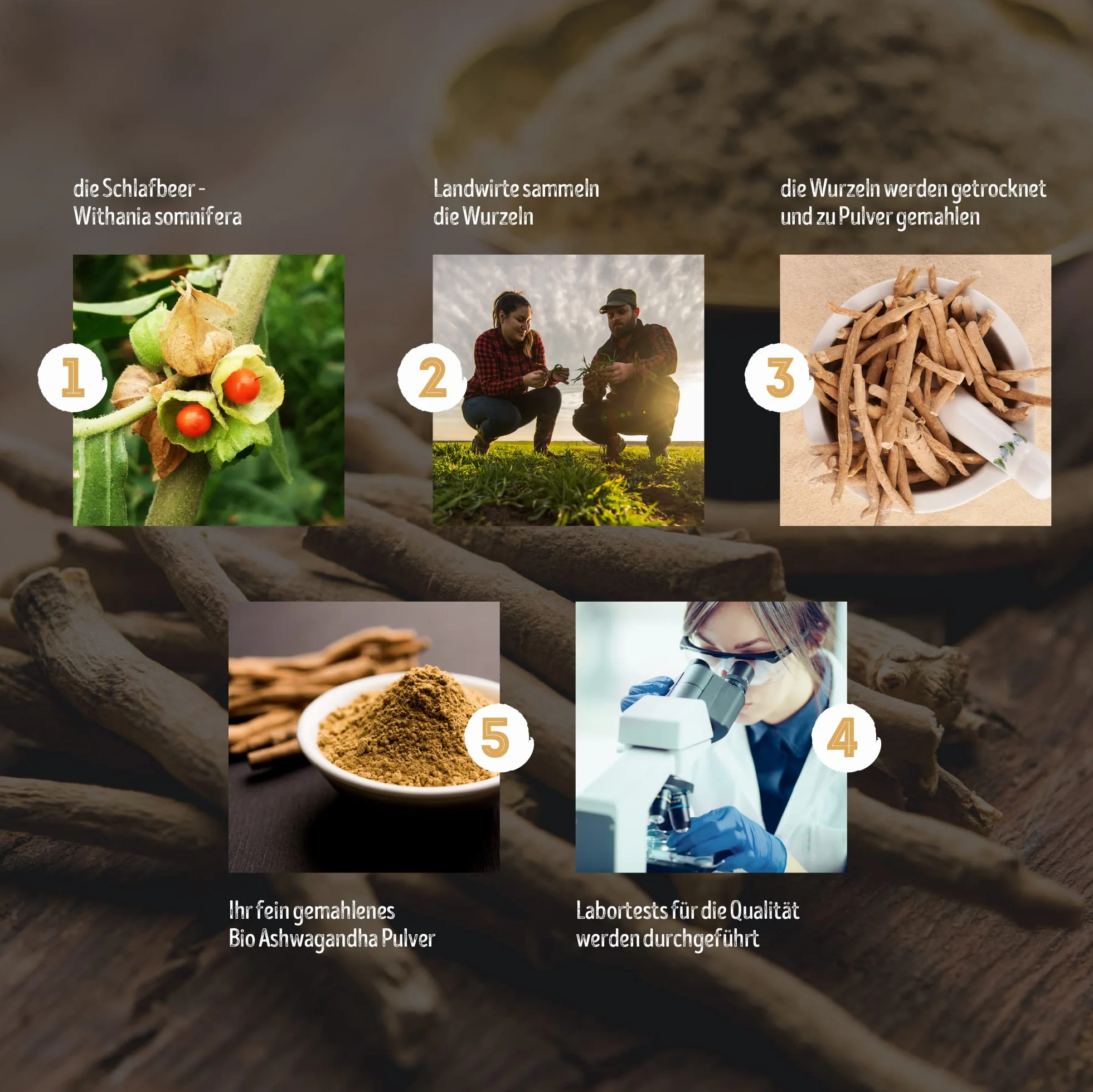 Organiczny Proszek z Witani Ospałej firmy Monte Nativo - 700g Najwyższa jakość - Proszek ze zmielonego korzenia - Żeń-szeń indyjski - Zimowa wiśnia - Withania Somnifera - Certyfikat Ekologiczny - z Indii - Testowany Laboratoryjnie