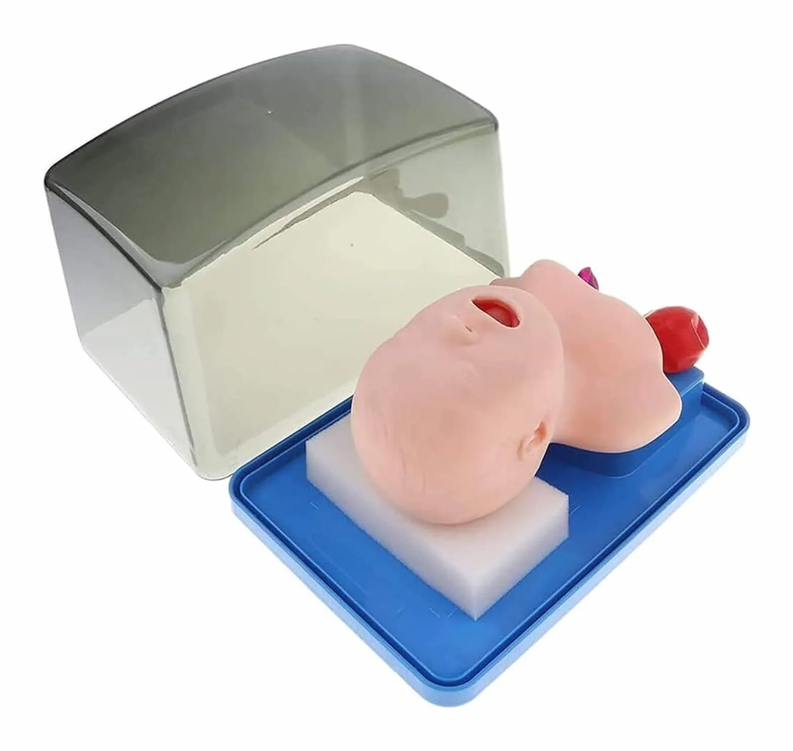 ORGAN MODEL Newborn Baby Infant Intubation Manikin Pediatric Lab Airway Management Trainer