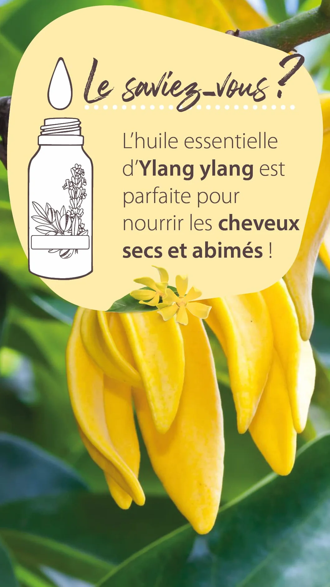 Pranarôm Les Diffusables Bien Chez Soi mieszanka olejków eterycznych do dyfuzora Cocooning Ylang-Ylang i Organiczna róża damasceńska (Eco) 30 ml
