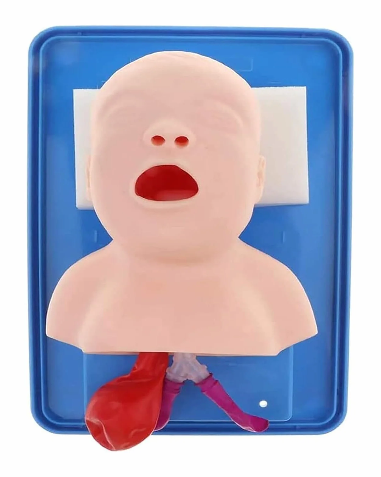ORGAN MODEL Newborn Baby Infant Intubation Manikin Pediatric Lab Airway Management Trainer