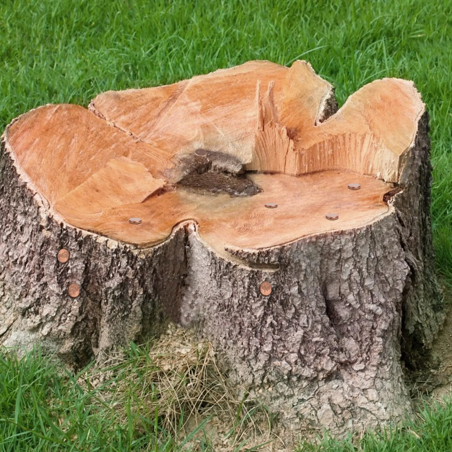 LALAGO Zestaw 14 dużych miedzi gwoździ, niszczarka pnia, miedź drzewo pnia zabójca, 89 mm lita miedź gwoździe z 89 mm dużymi stalowymi gwoździami i 70 mm wiercone gwoździe, do usuwania szczepów