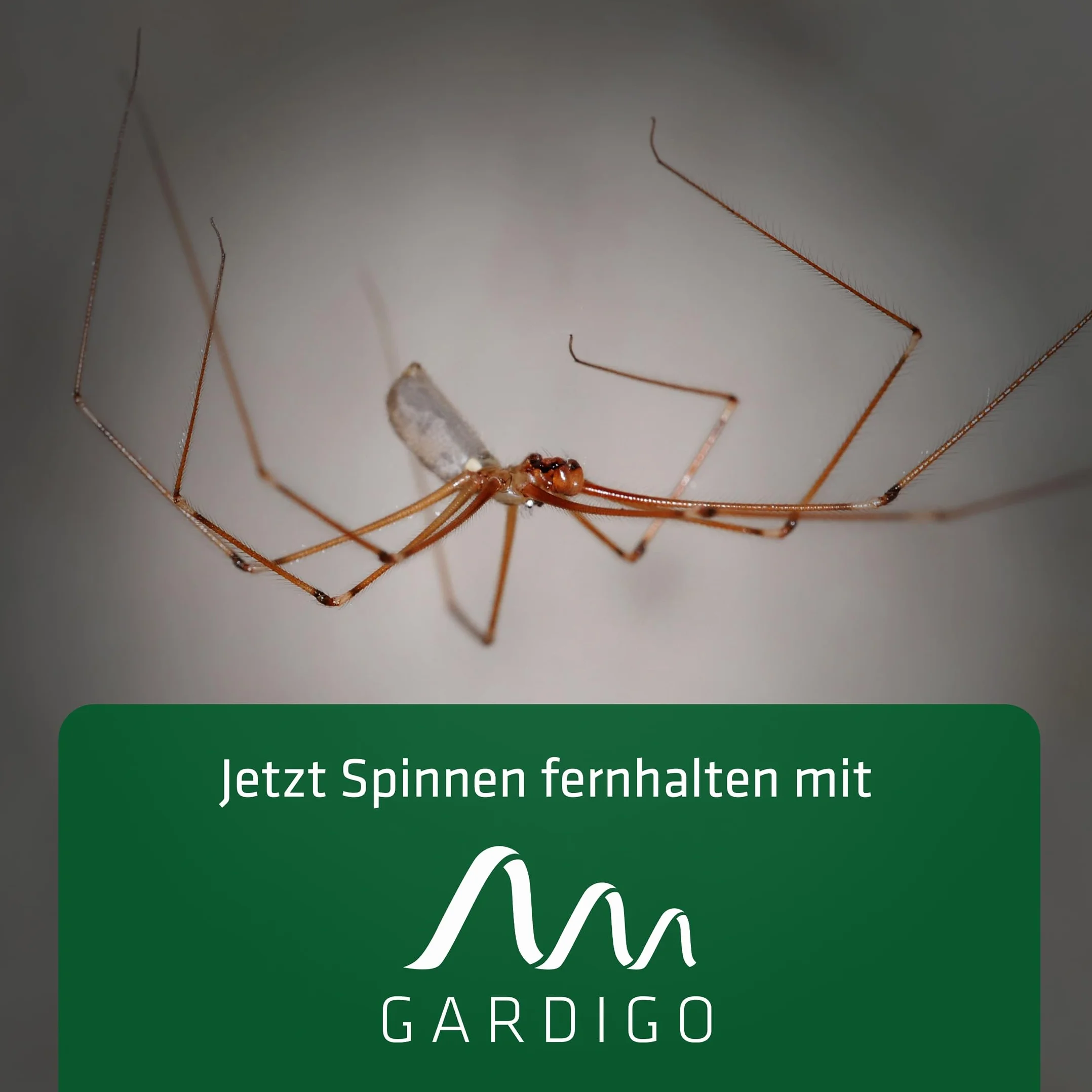 GARDIGO® Wtyczka ultradźwiękowa do odstraszania pająków – zestaw 2 szt. I odstraszacz szkodników do domu przeciwko pająkom I 25 m² I 27 kHz I ochrona przed pająkami I ochrona przed owadami
