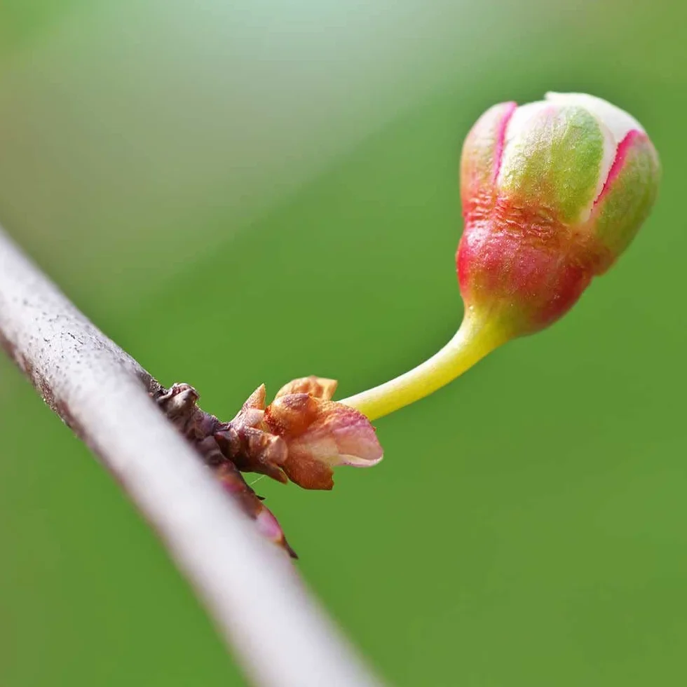 Skoncentrowany ekstrakt z pąków Vitis vinifera winorośl nasiona 15 ml detoksykacja regeneracja