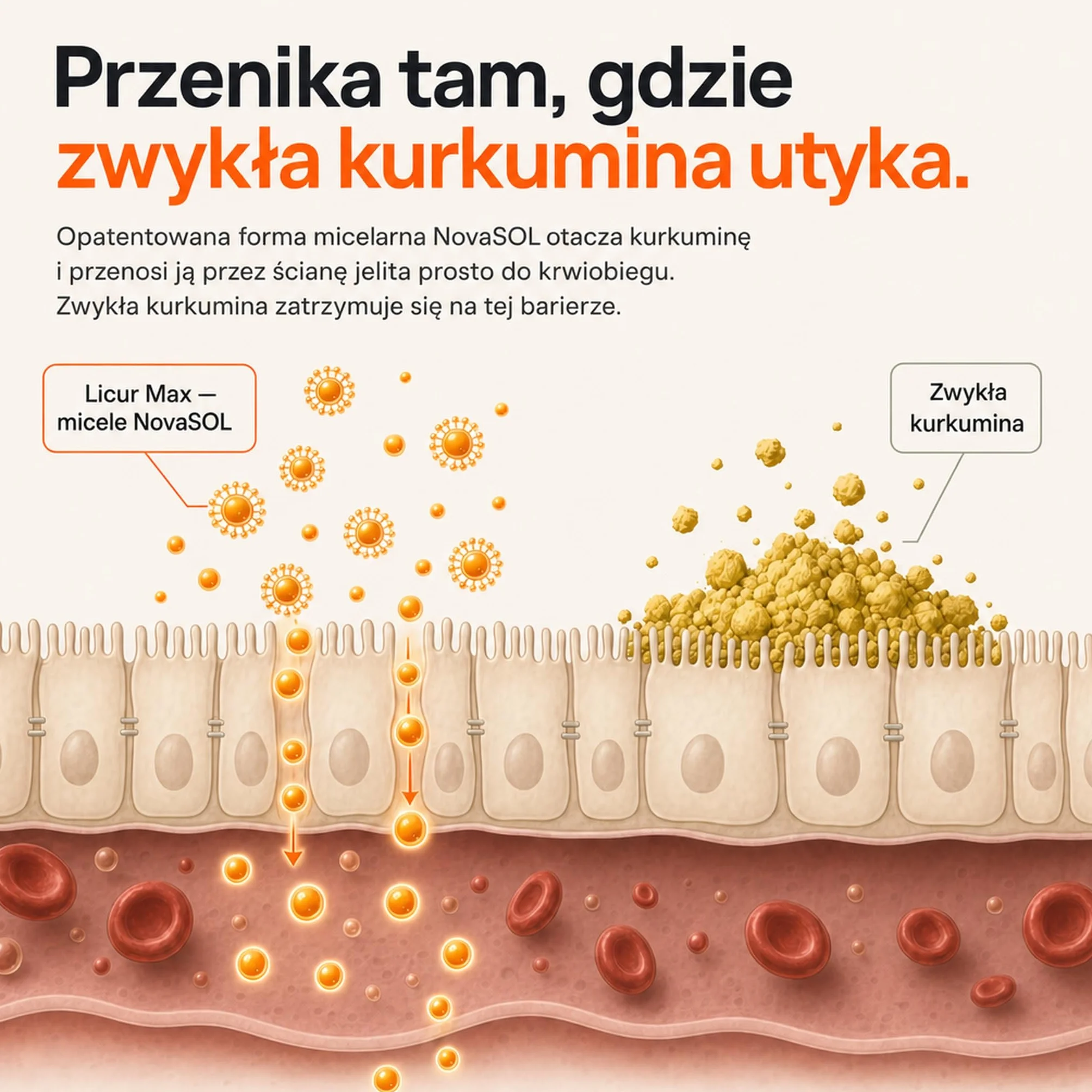 Kurkumina NovaSOL Licur Max 60 kapsułek wysokodawkowane kapsułki płynne wegańskie 1 dziennie